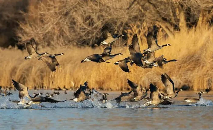Framed Print : Canada geese taking flight from a wetland refuge in southern Idaho during migration