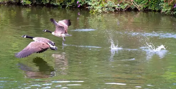 Framed Print : Canada geese on and taking off from river Thames at Windsor Framed Print : Canada geese on and taking off from river Thames at Windsor