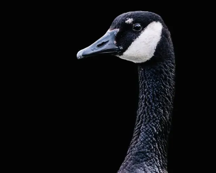 Framed Print : Canada Goose Framed Print : Canada Goose
