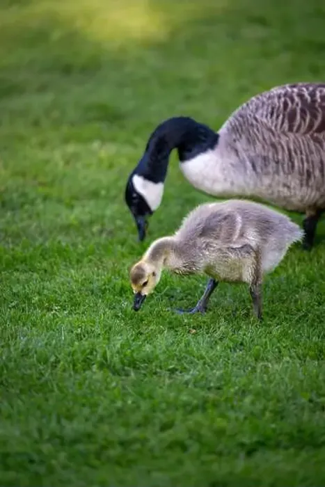 Framed Print : Canada goose adult bird and gosling standing on grass and feeding. Canada geese (Branta canadensis) in Kent, UK Framed Print : Canada goose adult bird and gosling standing on grass and feeding. Canada geese (Branta canadensis) in Kent, UK