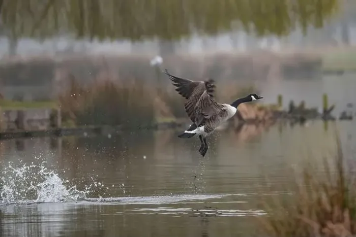 Framed Print : Canada Goose attempting a clumsy takeoff Framed Print : Canada Goose attempting a clumsy takeoff