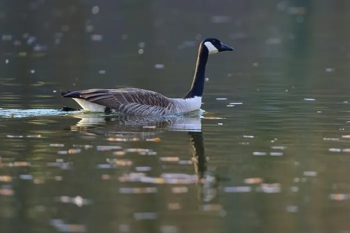 Framed Print : Canada goose (Branta canadensis), a goose swimming calmly on a still body of water, spring, Bavaria, Germany, Europe Framed Print : Canada goose (Branta canadensis), a goose swimming calmly on a still body of water, spring, Bavaria, Germany, Europe
