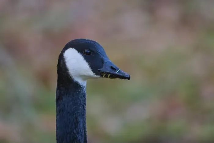 Framed Print : Canada goose (Branta canadensis) Framed Print : Canada goose (Branta canadensis)