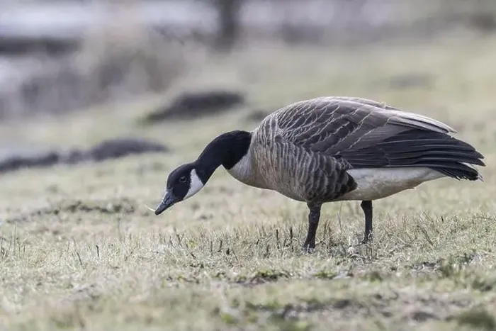 Framed Print : Canada goose (Branta canadensis), Emsland, Lower Saxony, Germany, Europe Framed Print : Canada goose (Branta canadensis), Emsland, Lower Saxony, Germany, Europe