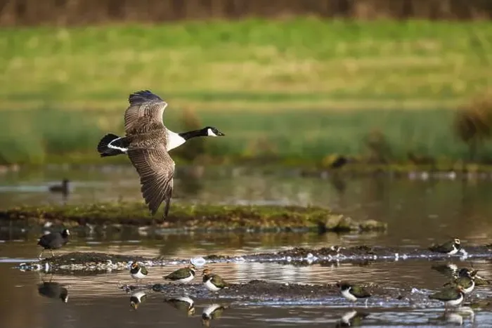Framed Print : Canada Goose, Branta canadensis, bird in flight over winter marshes