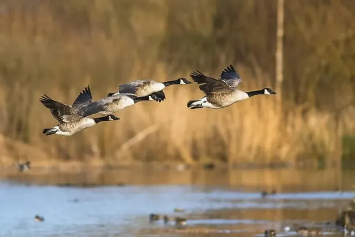 Framed Print : Canada Goose, Branta canadensis, birds in flight over winter marshes