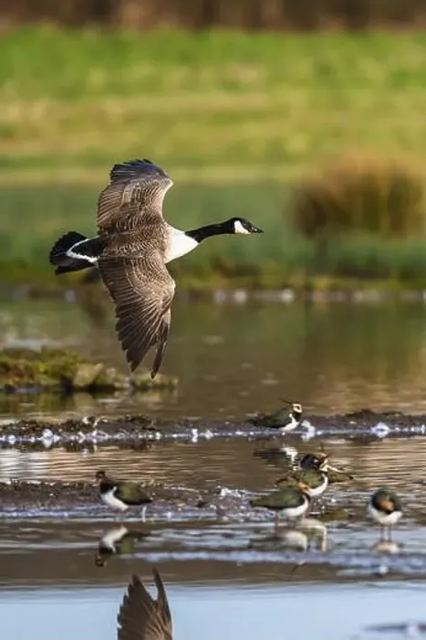 Framed Print : Canada Goose, Branta canadensis, bird in flight over winter marshes Framed Print : Canada Goose, Branta canadensis, bird in flight over winter marshes