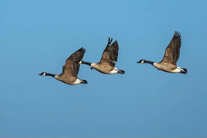 Framed Print : Canada Goose, Branta canadensis, birds in flight over winter marshes Framed Print : Canada Goose, Branta canadensis, birds in flight over winter marshes