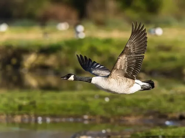 Framed Print : Canada Goose, Branta canadensis, bird in flight over winter marshes Framed Print : Canada Goose, Branta canadensis, bird in flight over winter marshes