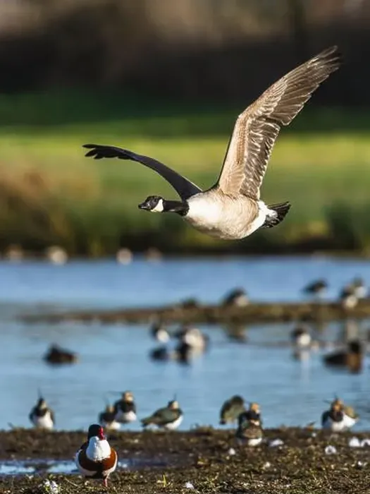 Framed Print : Canada Goose, Branta canadensis, bird in flight over winter marshes Framed Print : Canada Goose, Branta canadensis, bird in flight over winter marshes