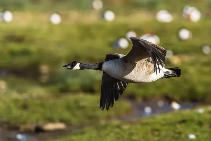 Framed Print : Canada Goose, Branta canadensis, bird in flight over winter marshes Framed Print : Canada Goose, Branta canadensis, bird in flight over winter marshes