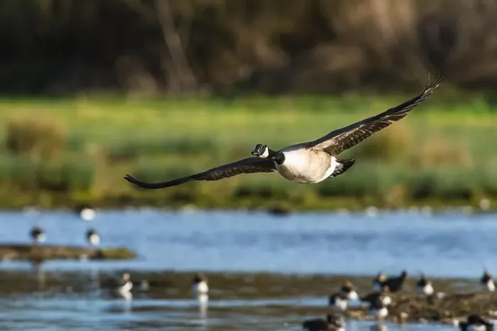 Framed Print : Canada Goose, Branta canadensis, bird in flight over winter marshes Framed Print : Canada Goose, Branta canadensis, bird in flight over winter marshes