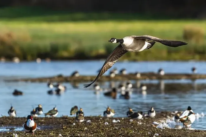 Framed Print : Canada Goose, Branta canadensis, bird in flight over winter marshes