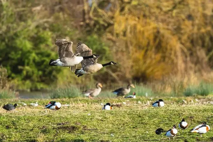 Framed Print : Canada Goose, Branta canadensis, birds in flight over winter marshes Framed Print : Canada Goose, Branta canadensis, birds in flight over winter marshes