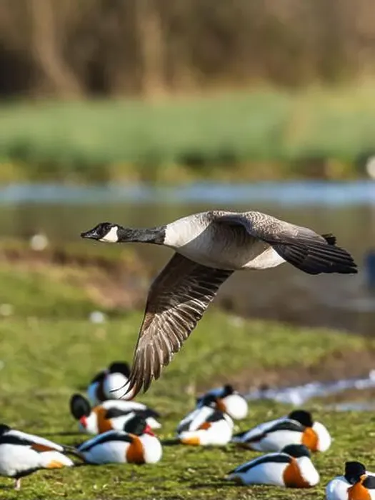 Framed Print : Canada Goose, Branta canadensis, bird in flight over winter marshes