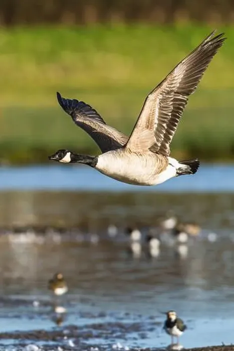 Framed Print : Canada Goose, Branta canadensis, bird in flight over winter marshes Framed Print : Canada Goose, Branta canadensis, bird in flight over winter marshes