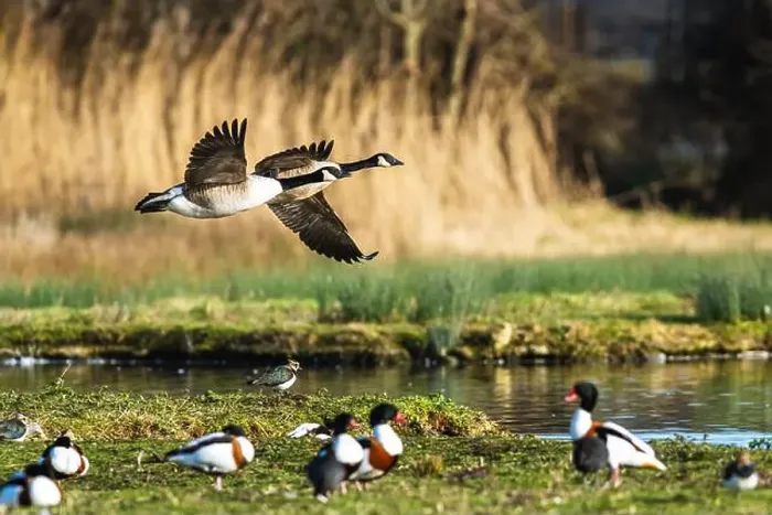 Framed Print : Canada Goose, Branta canadensis, birds in flight over winter marshes Framed Print : Canada Goose, Branta canadensis, birds in flight over winter marshes