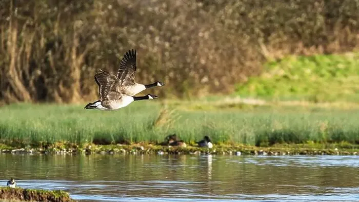 Framed Print : Canada Goose, Branta canadensis, birds in flight over winter marshes
