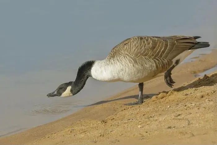 Framed Print : Canada goose (Branta canadensis) Framed Print : Canada goose (Branta canadensis)
