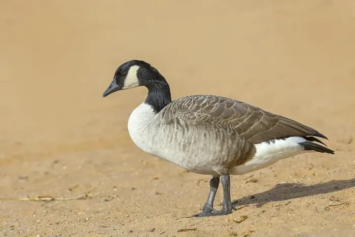 Framed Print : Canada goose (Branta canadensis) Framed Print : Canada goose (Branta canadensis)