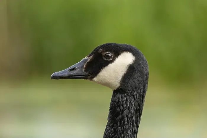 Framed Print : canada goose branta canadensis, common european waterfowl