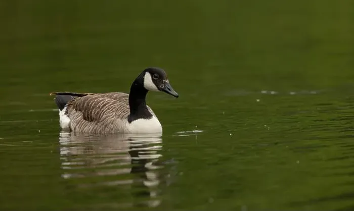 Framed Print : canada goose branta canadensis, common european waterfowl Framed Print : canada goose branta canadensis, common european waterfowl