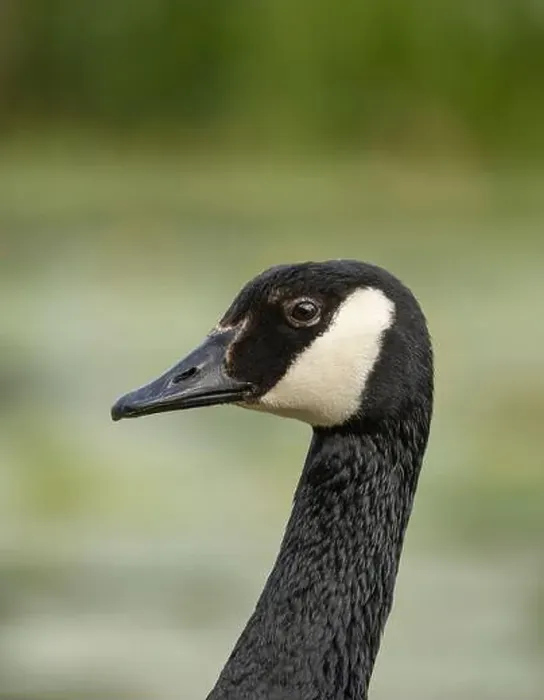 Framed Print : canada goose branta canadensis, common european waterfowl Framed Print : canada goose branta canadensis, common european waterfowl