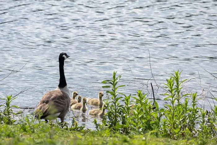 Framed Print : Canada Goose, Branta canadensis, and goslings at Carsington Water, Derbyshire Framed Print : Canada Goose, Branta canadensis, and goslings at Carsington Water, Derbyshire