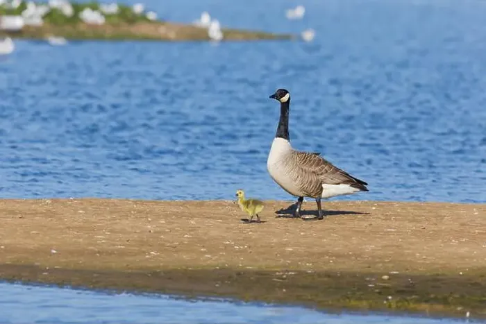 Framed Print : Canada goose Branta canadensis, adult and gosling walking on island, Minsmere RSPB reserve, Suffolk, England, May Framed Print : Canada goose Branta canadensis, adult and gosling walking on island, Minsmere RSPB reserve, Suffolk, England, May