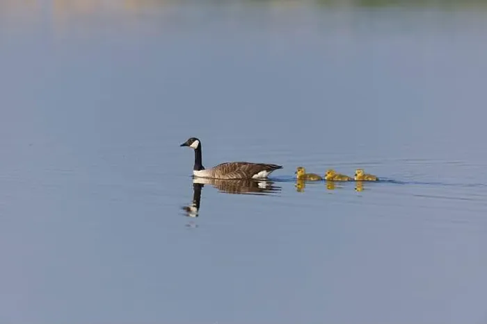 Framed Print : Canada goose Branta canadensis, adult and 3 goslings swimming, Minsmere RSPB reserve, Suffolk, England, May Framed Print : Canada goose Branta canadensis, adult and 3 goslings swimming, Minsmere RSPB reserve, Suffolk, England, May