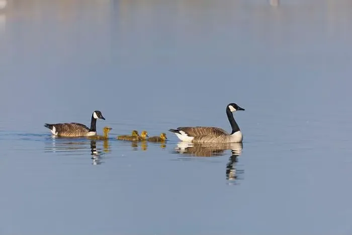 Framed Print : Canada goose Branta canadensis, 2 adults and 4 goslings swimming, Minsmere RSPB reserve, Suffolk, England, May Framed Print : Canada goose Branta canadensis, 2 adults and 4 goslings swimming, Minsmere RSPB reserve, Suffolk, England, May