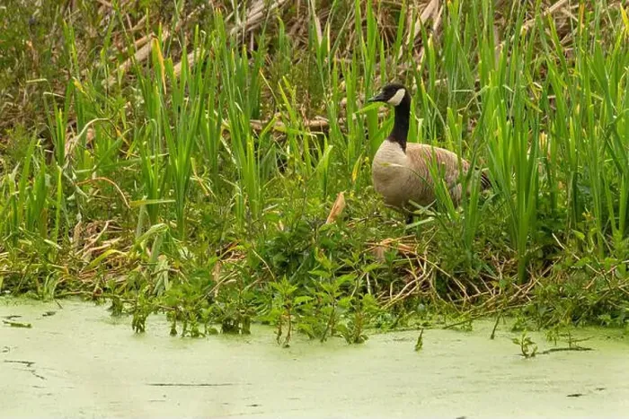 Framed Print : Canada goose (Branta canadensis), Willow Lake Wastewater Treatment Plant, Keizer, Oregon Framed Print : Canada goose (Branta canadensis), Willow Lake Wastewater Treatment Plant, Keizer, Oregon