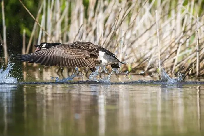 Framed Print : Canada Goose, Branta canadensis, bird running on water Framed Print : Canada Goose, Branta canadensis, bird running on water