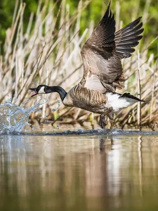 Framed Print : Canada Goose, Branta canadensis, bird running on water Framed Print : Canada Goose, Branta canadensis, bird running on water