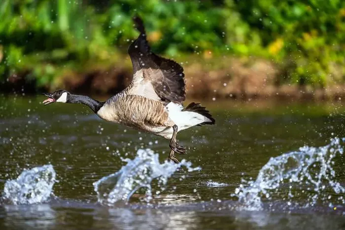 Framed Print : Canada Goose, Branta canadensis, bird running on water Framed Print : Canada Goose, Branta canadensis, bird running on water