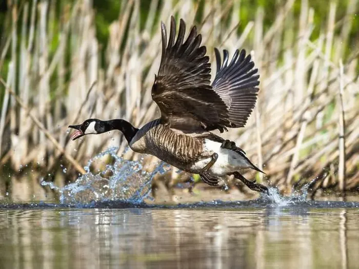 Framed Print : Canada Goose, Branta canadensis, bird running on water Framed Print : Canada Goose, Branta canadensis, bird running on water
