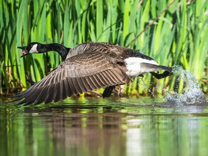 Framed Print : Canada Goose, Branta canadensis, bird running on water Framed Print : Canada Goose, Branta canadensis, bird running on water