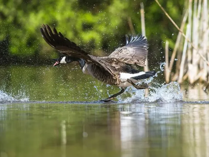 Framed Print : Canada Goose, Branta canadensis, bird running on water Framed Print : Canada Goose, Branta canadensis, bird running on water