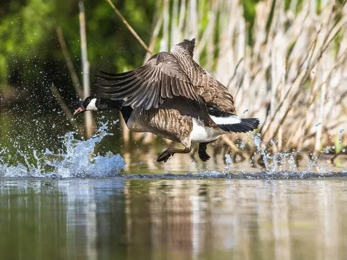 Framed Print : Canada Goose, Branta canadensis, bird running on water Framed Print : Canada Goose, Branta canadensis, bird running on water