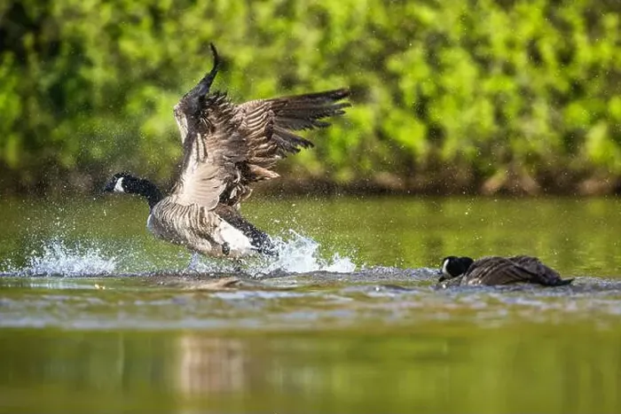 Framed Print : Canada Goose, Branta canadensis, bird running on water Framed Print : Canada Goose, Branta canadensis, bird running on water