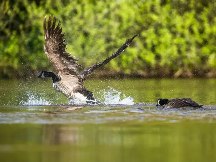Framed Print : Canada Goose, Branta canadensis, bird running on water