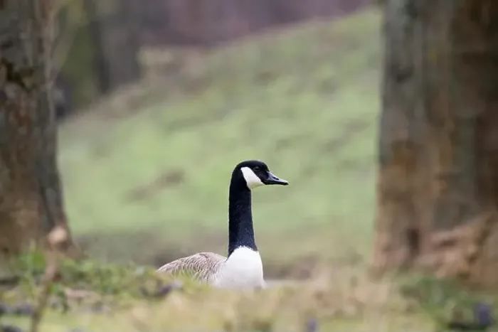 Framed Print : Canada goose (Branta canadensis), animal portrait, Hesse, Germany Framed Print : Canada goose (Branta canadensis), animal portrait, Hesse, Germany