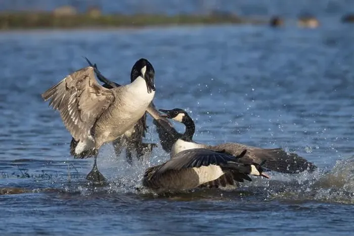 Framed Print : Canada goose (Branta canadensis) three adult birds fighting on a lake, England, United Kingdom Framed Print : Canada goose (Branta canadensis) three adult birds fighting on a lake, England, United Kingdom