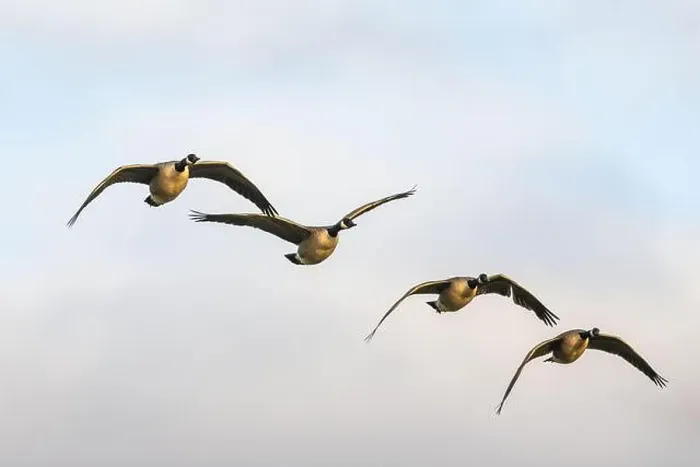 Framed Print : Canada Goose, Branta canadensis birds in flight over Marshes Framed Print : Canada Goose, Branta canadensis birds in flight over Marshes