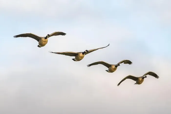 Framed Print : Canada Goose, Branta canadensis birds in flight over Marshes