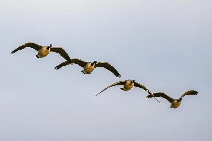 Framed Print : Canada Goose, Branta canadensis birds in flight over Marshes Framed Print : Canada Goose, Branta canadensis birds in flight over Marshes