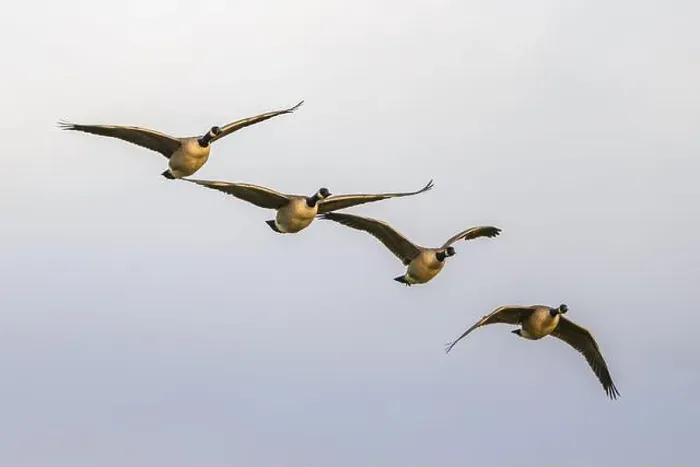 Framed Print : Canada Goose, Branta canadensis birds in flight over Marshes Framed Print : Canada Goose, Branta canadensis birds in flight over Marshes