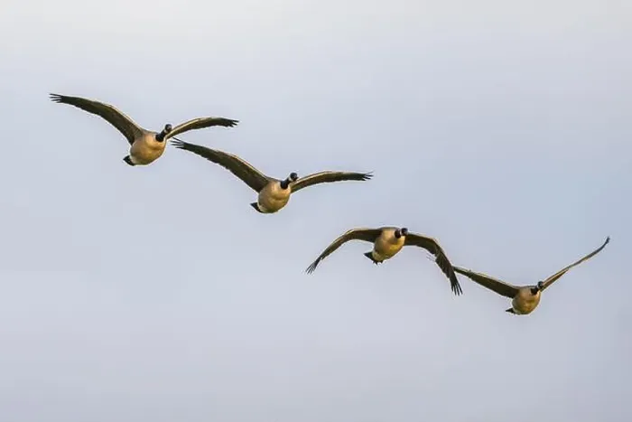 Framed Print : Canada Goose, Branta canadensis birds in flight over Marshes Framed Print : Canada Goose, Branta canadensis birds in flight over Marshes