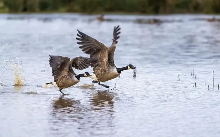Framed Print : Canada Goose, Branta canadensis birds in flight over Marshes Framed Print : Canada Goose, Branta canadensis birds in flight over Marshes