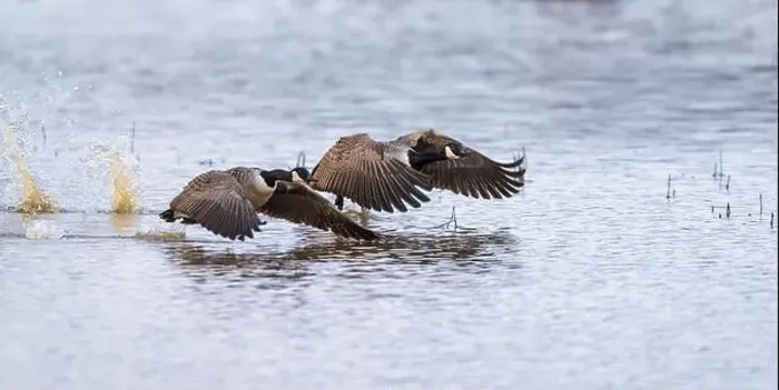 Framed Print : Canada Goose, Branta canadensis birds in flight over Marshes Framed Print : Canada Goose, Branta canadensis birds in flight over Marshes